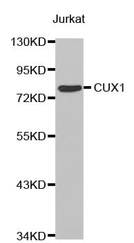 IHC-plus™ Polyclonal Rabbit anti-Human CUX1 / CASP Antibody (IHC, WB)