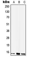WIT1 Antibody (Internal)