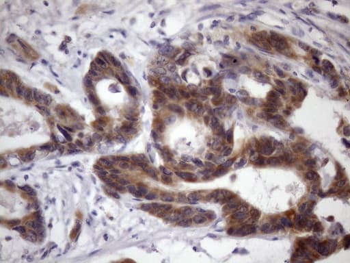 BTEB / KLF9 Antibody (clone OTI6A9)