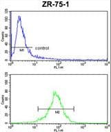 Polyclonal Rabbit anti-Human CHIA / Amcase Antibody (aa20-47, WB)