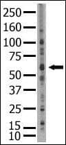 SENP2 Antibody (aa502-533)