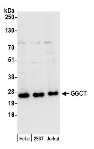 GGCT Antibody (aa138-188)