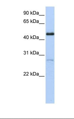 Polyclonal Rabbit anti-Human NR2F1 / Coup-TF Antibody (aa326-375, WB)