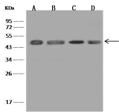 Polyclonal Rabbit anti-Human EFTU / TUFM Antibody (IHC, IF, WB)