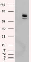 PTPRE / PTP Epsilon Antibody (clone OTI5F2)