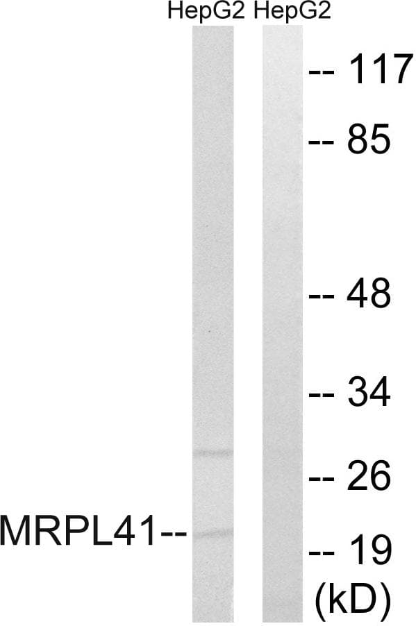 MRPL41 / PIG3 / BMRP Antibody