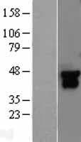 MAP2K4 / MKK4 Protein (Over-Expression Lysate Myc-DDK (Flag))