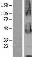 PD-L2 / PDCD1LG2 / CD273 Protein (Over-Expression Lysate Myc-DDK (Flag))