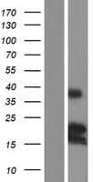 Human BMF Protein (Over-Expression Lysate Myc-DDK (Flag))