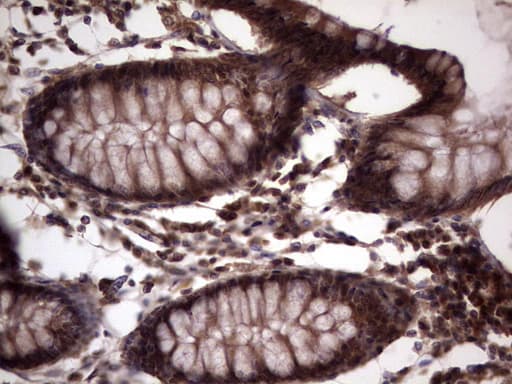 UFD1L Antibody (clone OTI7C9)