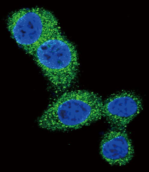 BBC3 / PUMA Antibody (aa119-154)