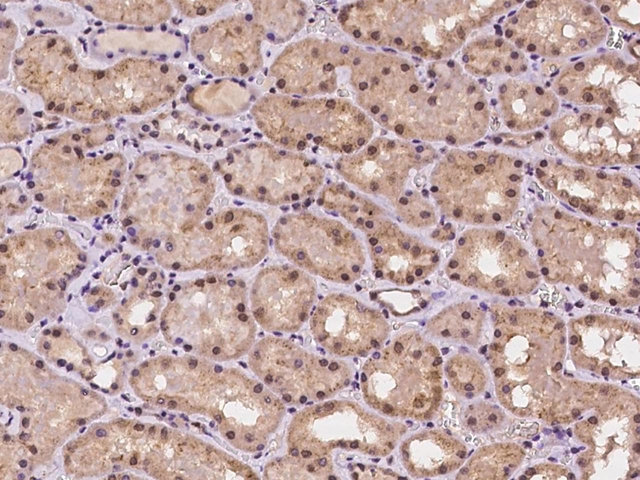 RANBPM Antibody