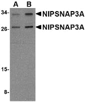IHC-plus™ NIPSNAP3A Antibody