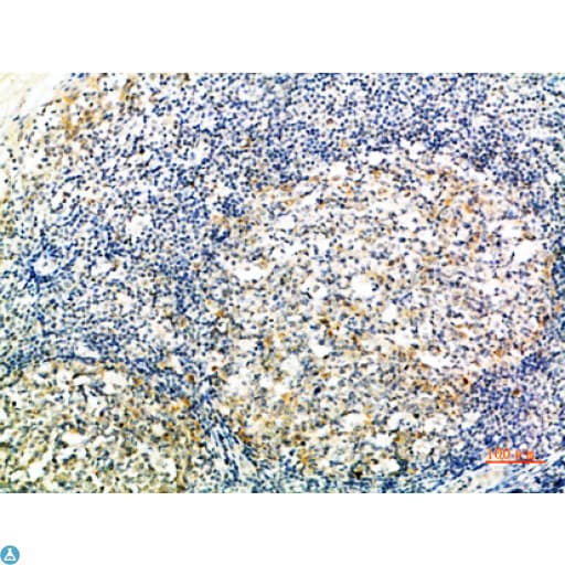 ATG10 Antibody