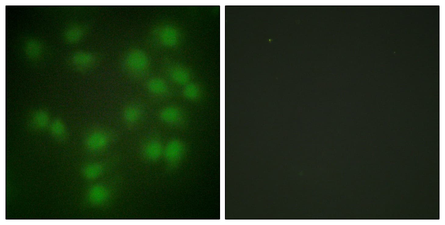 Securin / PTTG1 Antibody (aa111-160)