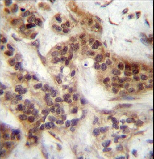 FOXA2 Antibody (aa134-163)