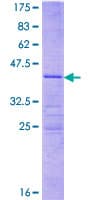 Human MRPL41 / PIG3 / BMRP Protein (Recombinant GST)