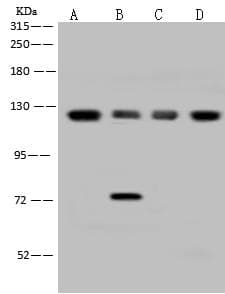 Polyclonal Rabbit anti-Human EIF3B Antibody (WB)