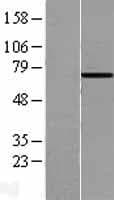 HSPA6 / HSP70B' Protein (Over-Expression Lysate Myc-DDK (Flag))