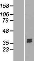 DNASE1L1 Protein (Over-Expression Lysate Myc-DDK (Flag))