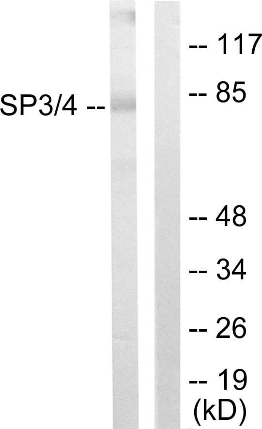 SP3+4 Antibody (aa671-720)
