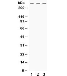 Polyclonal Rabbit anti-Human MGA / MAD5 Antibody (WB)