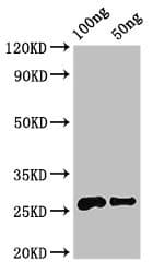 Allergen Mal d 3 Antibody