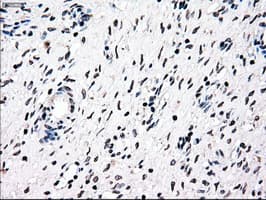 Monoclonal Mouse anti-Human NRBP1 / NRBP Antibody (clone OTI7C5, IHC, WB)