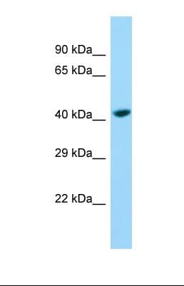 SH3D19 Antibody (aa92-141)