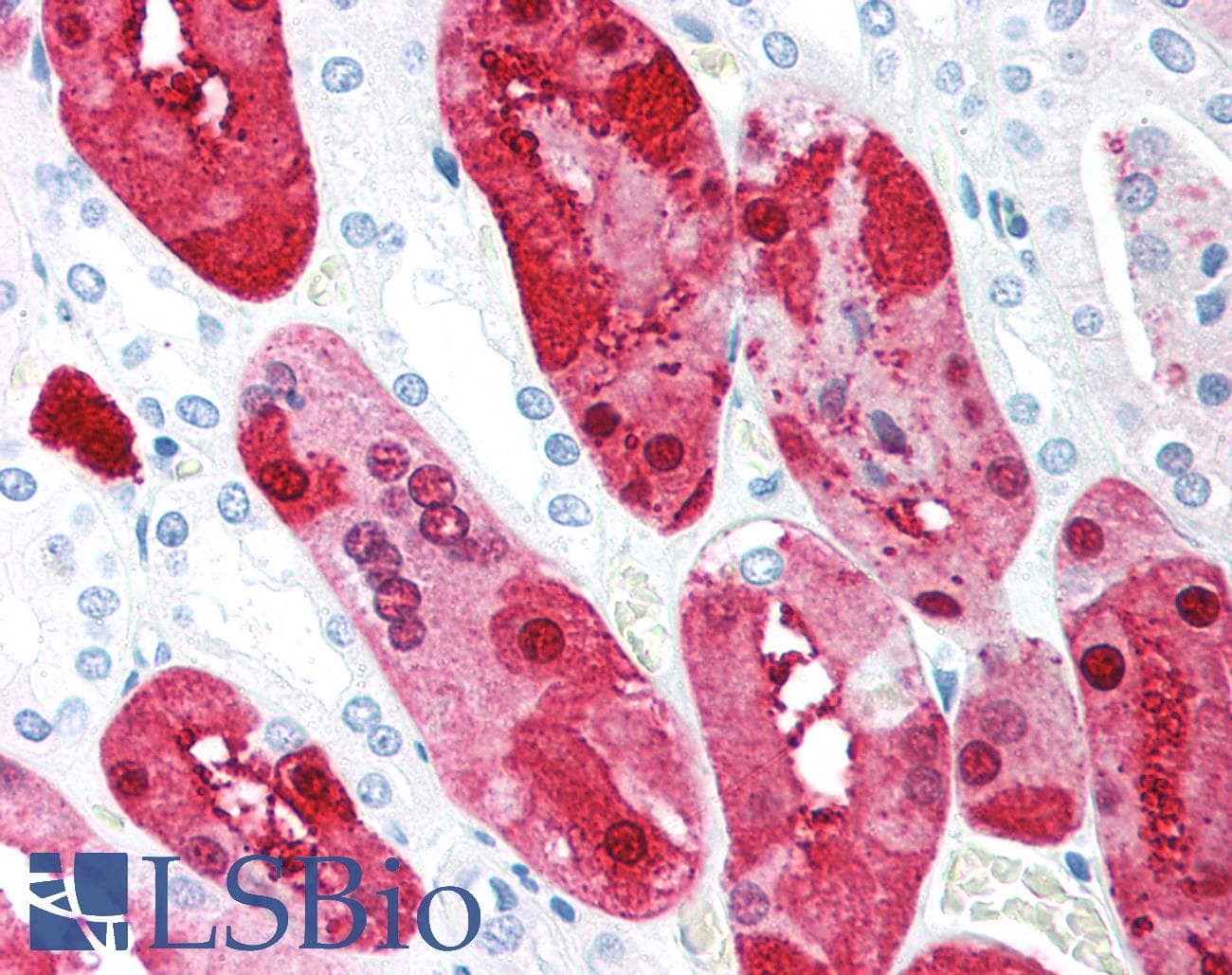 IHC-plus™ Polyclonal Rabbit anti-Human C1QTNF5 / CTRP5 Antibody (IHC, WB)