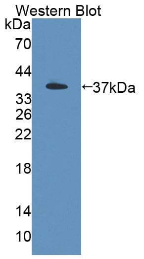 PSG2 Antibody (aa35-335, FITC)