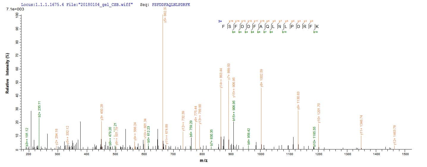 Wheat WAXY Protein (Recombinant 10His, N-terminus + Myc, C-terminus)