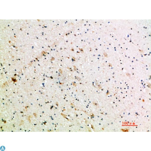 NTF3 / Neurotrophin 3 Antibody