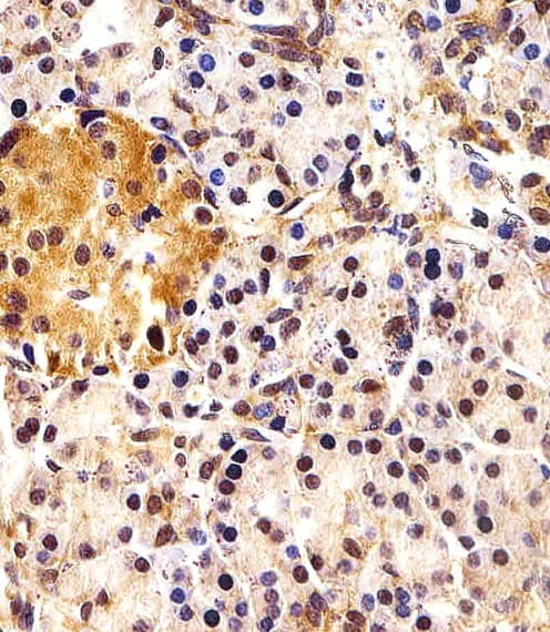 IHC-plus™ ING4 Antibody (aa162-195)
