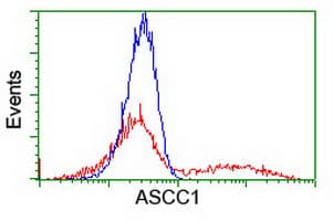 Monoclonal Mouse anti-Human ASCC1 Antibody (clone OTI1H10, WB)