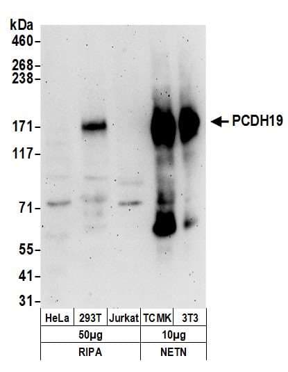 Polyclonal Rabbit anti-Human PCDH19 / Protocadherin 19 Antibody (aa1098-1148, WB)