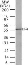 TNFRSF10A / DR4 Antibody (aa2-21, clone 32A242, Azide-free)