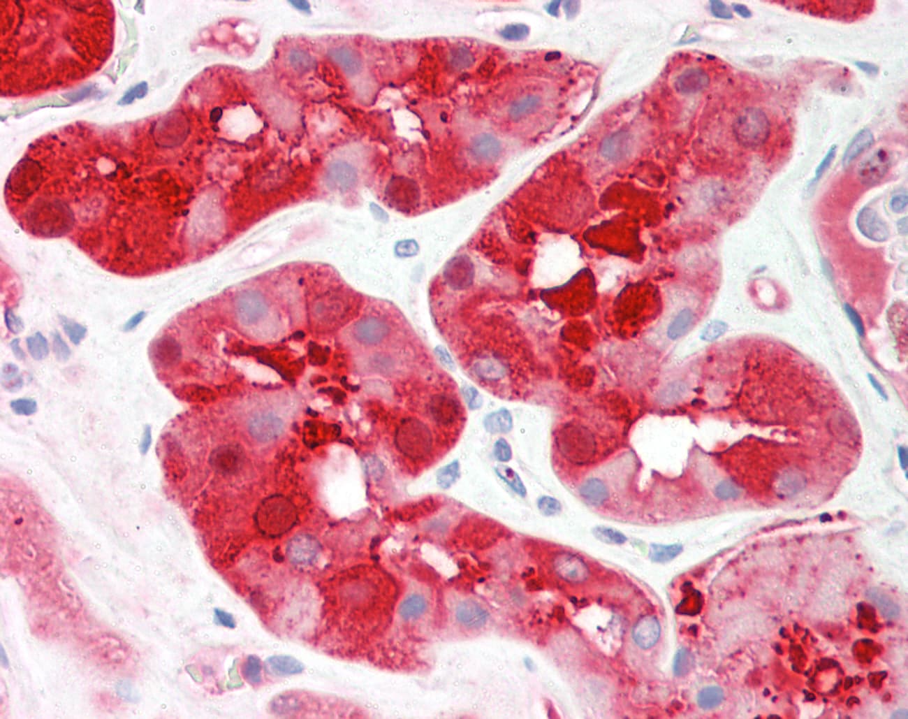 ALDOB Antibody (aa108-157)