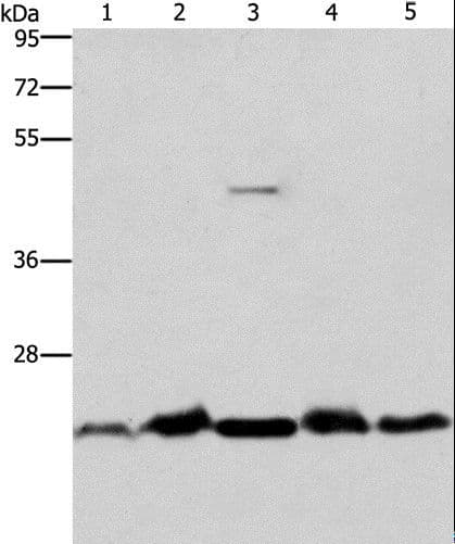 THOC7 Antibody