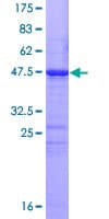 Human CDC20B Protein (Recombinant GST)