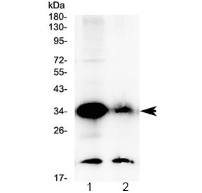 Polyclonal Rabbit anti-Human GDF15 Antibody (WB)