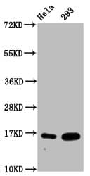 HIST1H3A Antibody