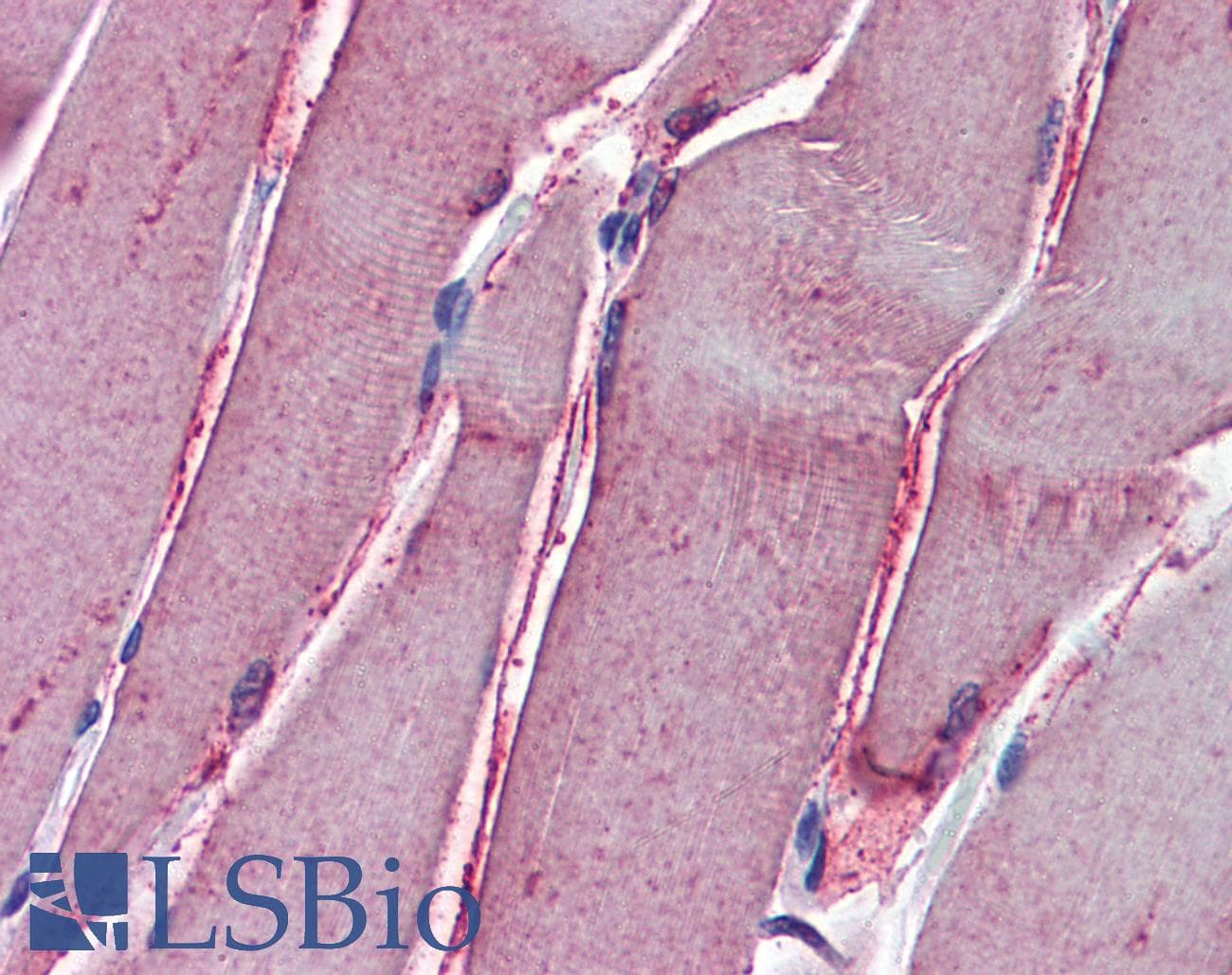 IHC-plus™ GSTM2 Antibody (clone 1E10)