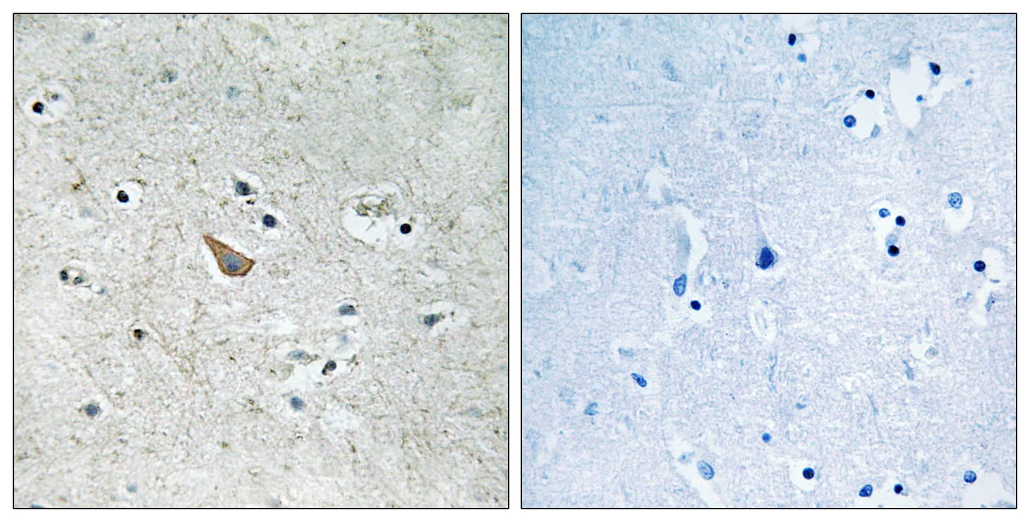 Ephrin B1+B2 Antibody (phospho-Tyr329)