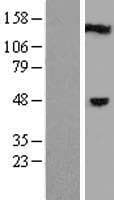 C1orf94 Protein (Over-Expression Lysate Myc-DDK (Flag))