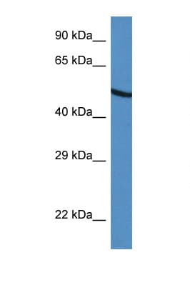 UGDH / UDPGDH Antibody (C-Terminus)