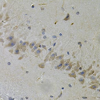 TLR7 / CD287 Antibody
