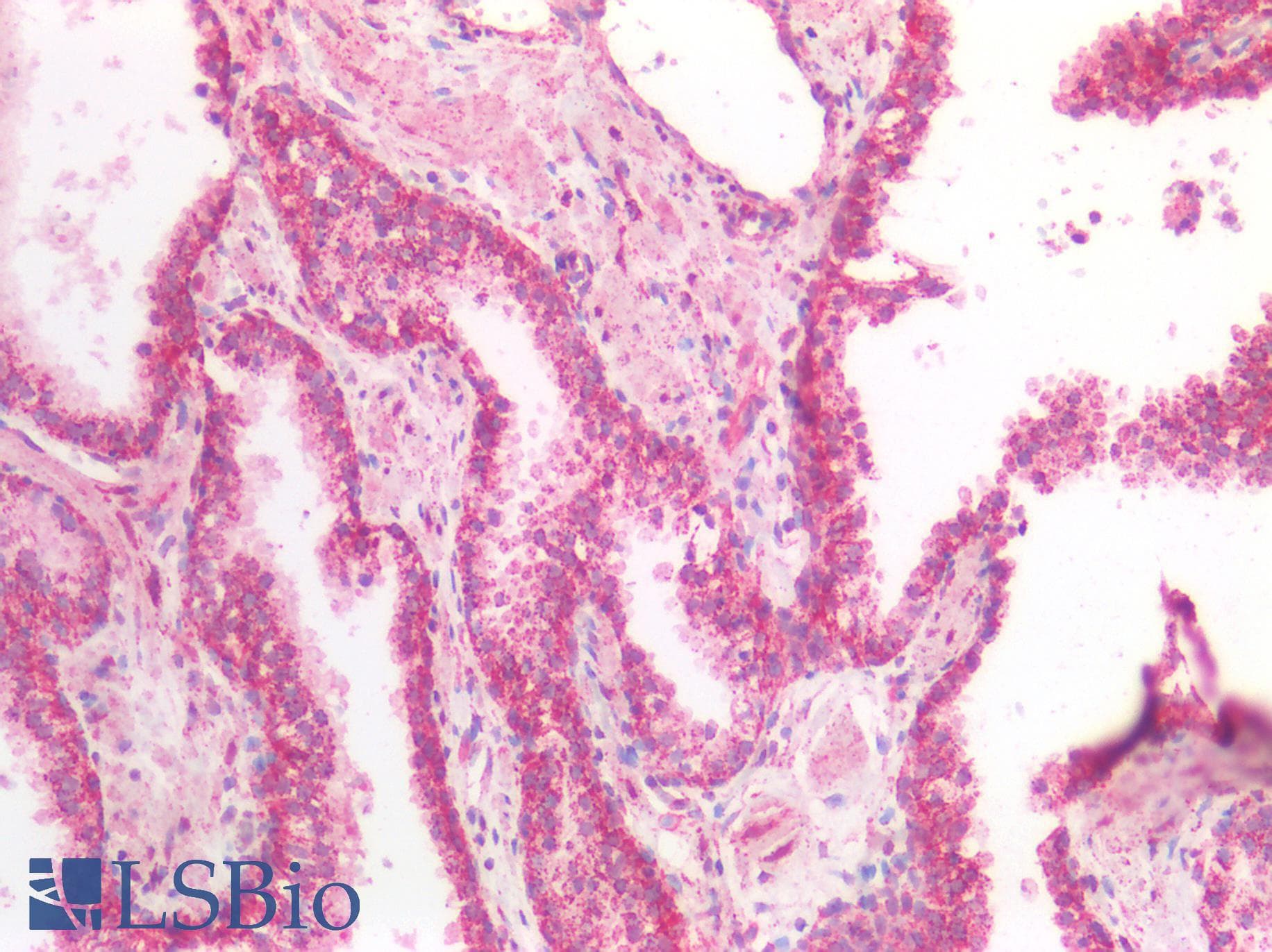 IHC-plus™ MDH / MDH2 Antibody (aa221-232)