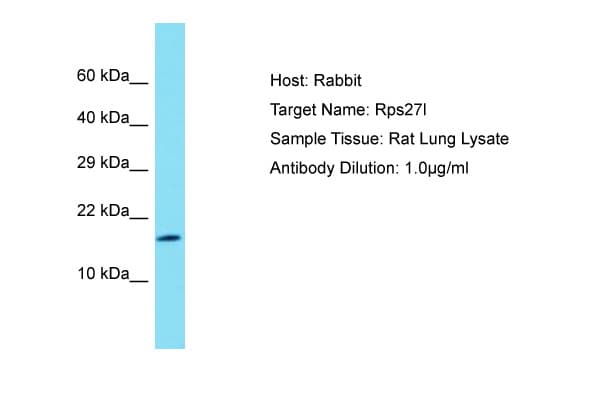 RPS27L Antibody (C-Terminus)