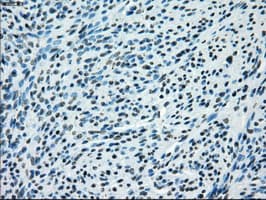 KDM4C / JMJD2C Antibody (clone OTI4B1)
